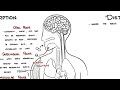 Pharmacokinetics – Drug absorption and distribution