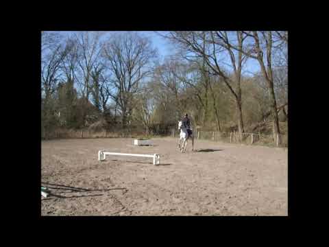 GREY MOONLIGHT 7j. v. Grey Top - Calido VB 15.000,- Euro