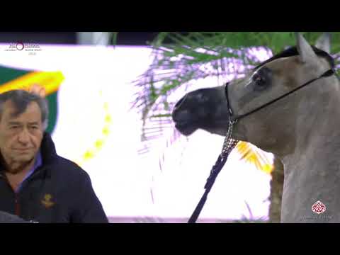 N 239 SHAMIKH AL BIDAYER   Al Shiraa International Arabian Horse Show 2020