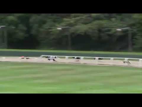 Acomb Jenny - BGBF British Bred Oaks - Heat 3