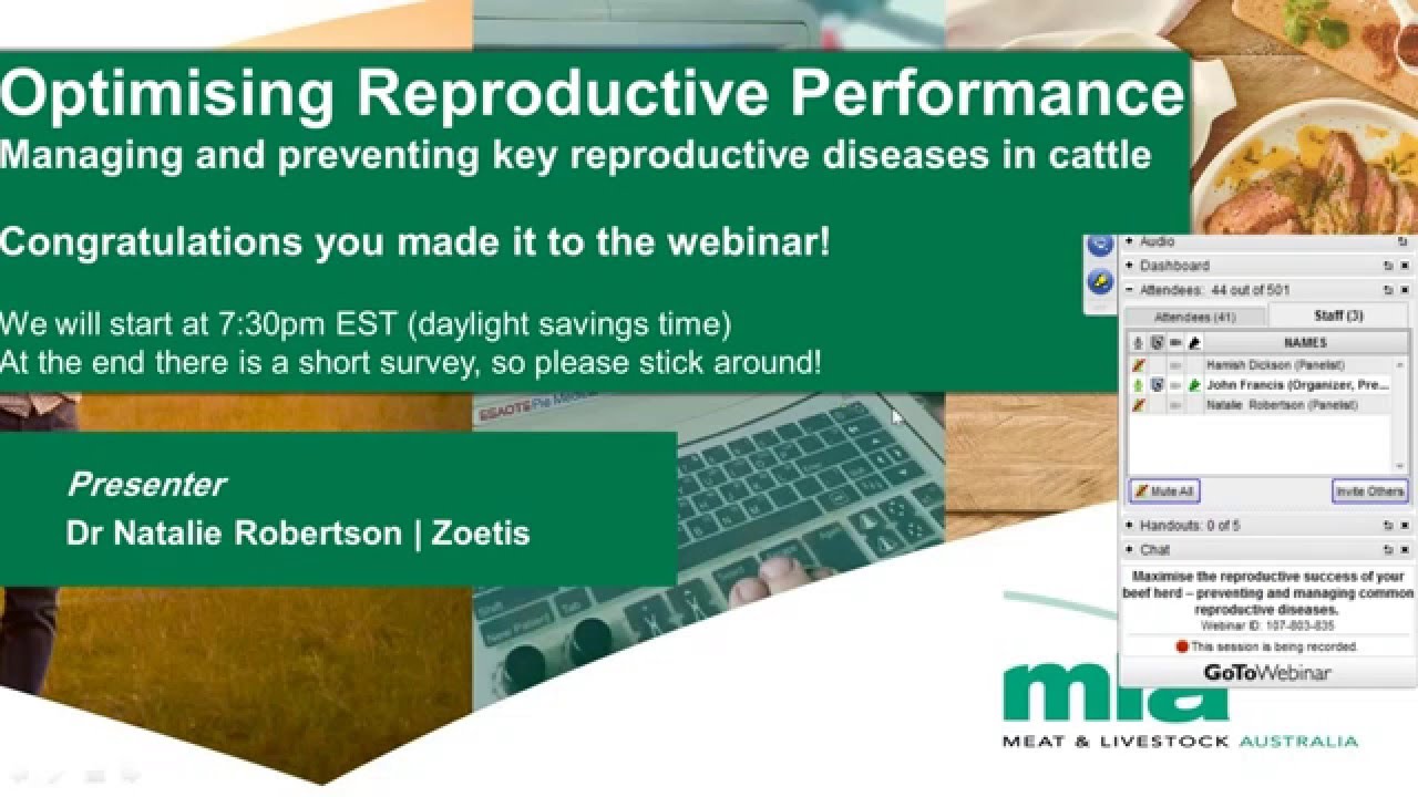 MBfP webinar | Maximise the reproductive success of your beef herd