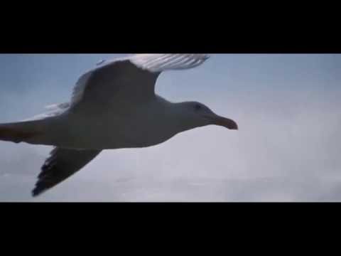 Fernão Capelo Gaivota - Tori Nogueira