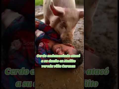 Cerdo Endemoniado en la Vereda Villa Carmen Moñitos Córdoba