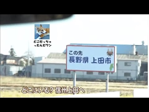 空耳アワー:どこにいる? 信州上田へ 野沢菜はイヤ!（空耳ネタ） のサムネイル