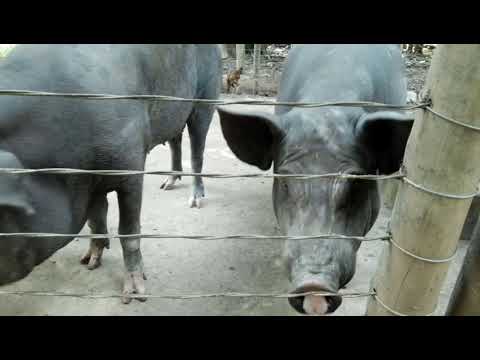 Chiqueiro de porco feito com arame liso