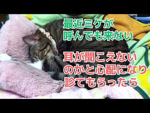 ｟猫のほのぼのする話🐟｠最近ミケが呼んでも来ない。心配になり診てもらったら、、、。