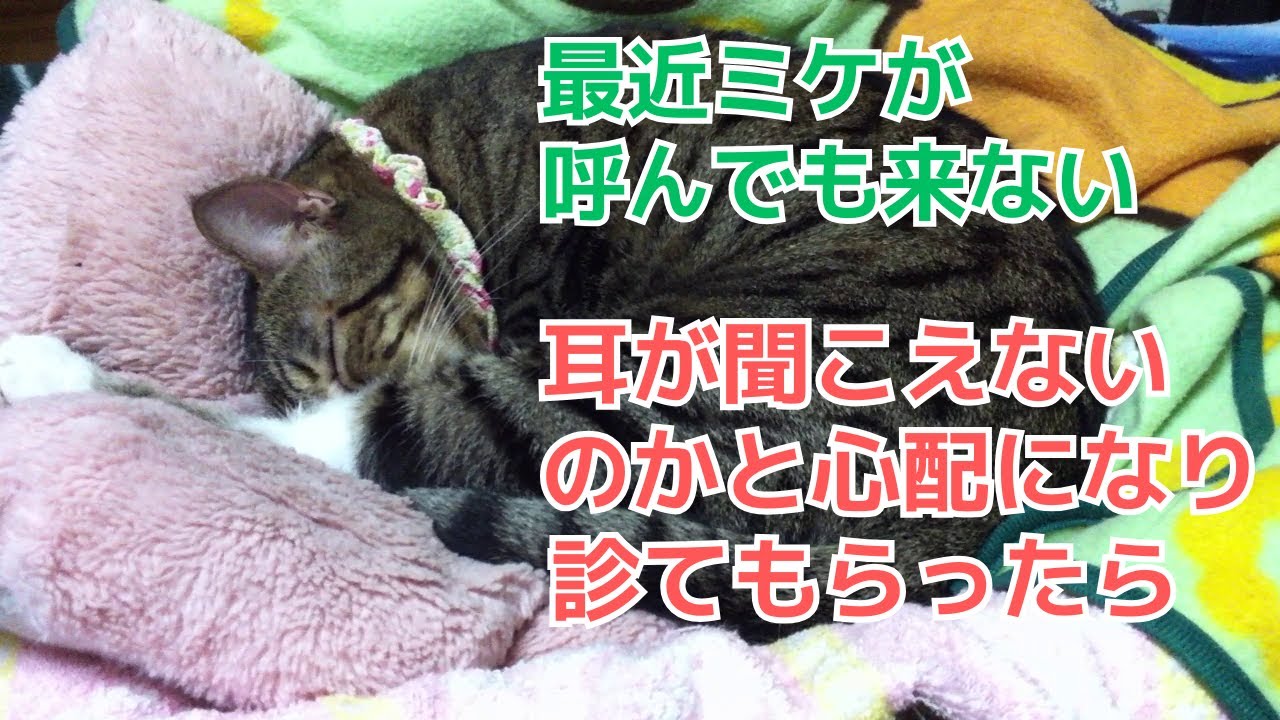 ｟猫のほのぼのする話🐟｠最近ミケが呼んでも来ない。心配になり診てもらったら、、、。