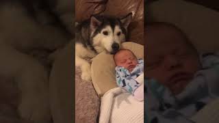 Husky & Baby Becoming Best Friends! #shorts