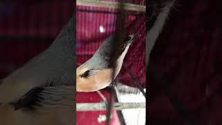 Download lagu long-tailed shrike bait filled with kuntilanak #long-tailed shrike #long-tailed shrike gacor #kic... mp3 Download lagu long-tailed shrike bait filled with kuntilanak #long-tailed shrike #long-tailed shrike gacor #kic... mp3