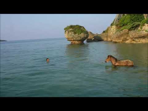 "Vertrauen" - Pferd erstes Mal im Wasser