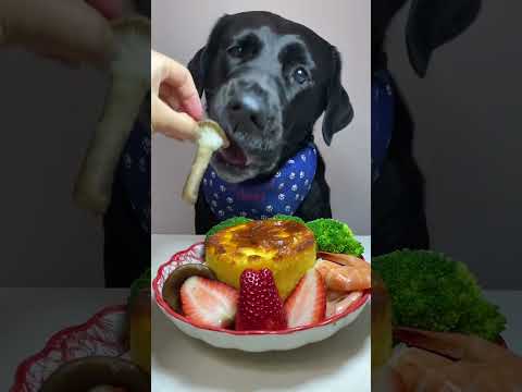 The temperature is rising again, let’s cook! Cute pet debut plan Labrador Oh my god it smells so g
