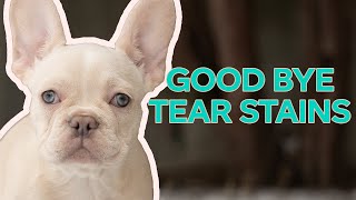 Get Rid of Tear Stains - FAST | French Bulldog