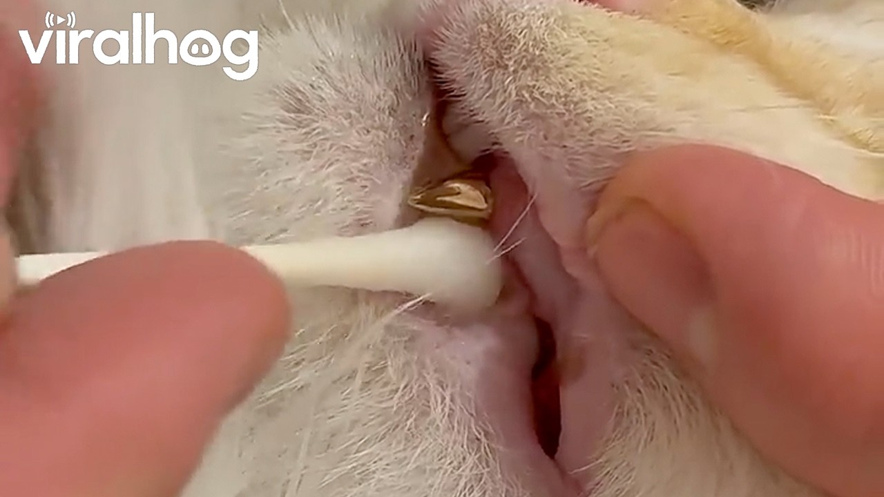 Cat With a $5,000 Gold Tooth || ViralHog