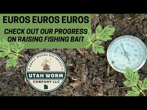 European Nightcrawler Nursery