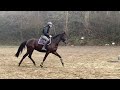 Magnifique jument de 7 ans, +- 1m65, Westphalienne
