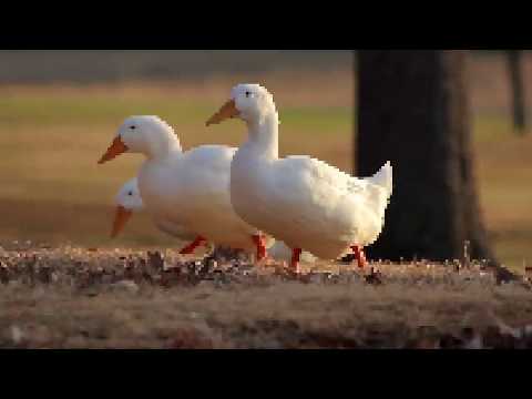 Poncije #pncj feat. Otpor - Možda nas je malo (Dolazimo sa sjevera)