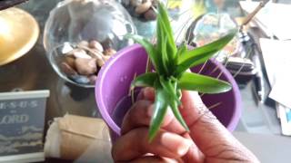 How to water air plants (tillandsia)