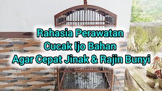 Download lagu Rahasia Perawatan Cucak Ijo Bahan Agar Cepat Jinak & Rajin Bunyi  mp3