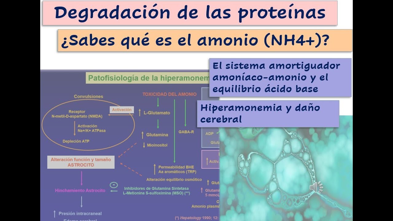 Degradación de proteínas y Amonio. Mecanismos de eliminación del amonio. Patología y daño cerebral.