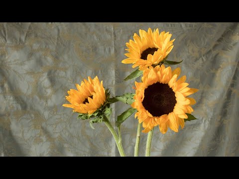 Opening Sunflowers