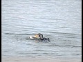 Cormorant Versus The Eel