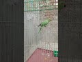 Ring Nick Parrot Trending