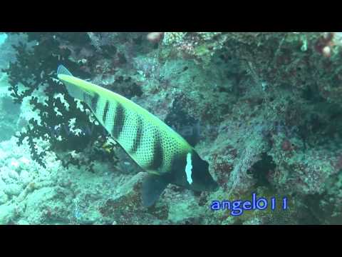 Royalty free HD stock footage of tropical fish Vol.1