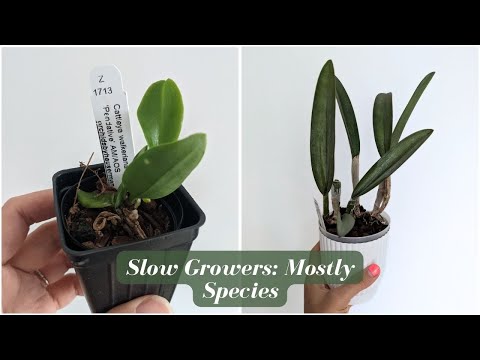 My Slowest Growing Orchids | Species vs. Hybrids - What's Better? 🤔