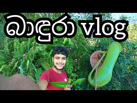 Badura vlog |Srilanka badura Madura vlog