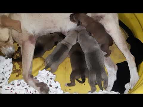 Perrito de Gerson entre los que están ahi