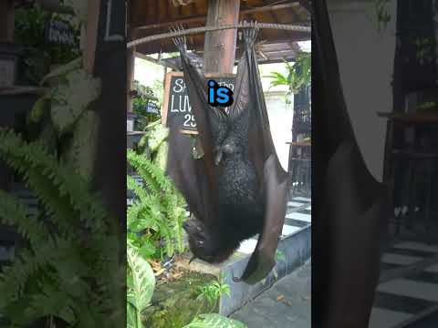 Huge Bat Attacks Old Man😥 #shorts