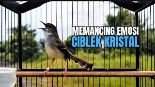 Download lagu suara burung CIBLEK GACOR NGEBREN Pancingan Ciblek Semi bahan jadikan ciblek kristal gacor Tarung mp3