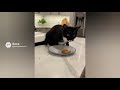 Cat S Surprising Reaction To A Bite ComedyCats PetBonding TuxedoRoutine