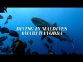 Scuba Diving in Amari Havodda Maldives | Stunning house reefs, Diving with Sharks, Euro-Divers Amari Havodda, Malediven