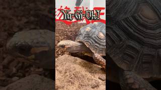Best Turtle Cards in #yugioh
