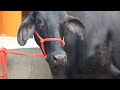 GIRLANDO COW 1st Lactation Rarely Available At Chopradairyfarm Shorts 95924 54093