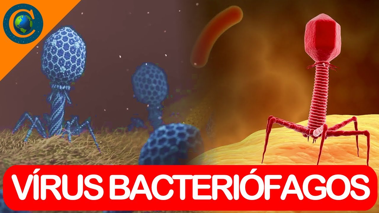 VÍRUS - VÍRUS BACTERIÓFAGOS (VÍRUS DE BACTÉRIAS)