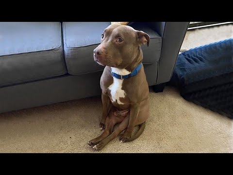 Quand Dieu vous envoie un drôle de chien