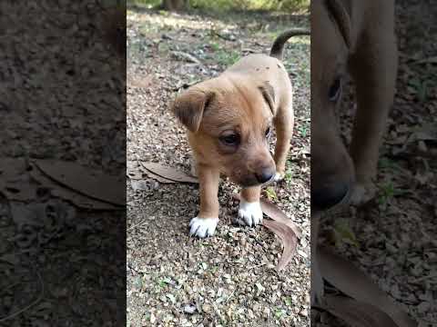 #Dog kids| Local  dog| #VidyasagarUniversity |#Animals