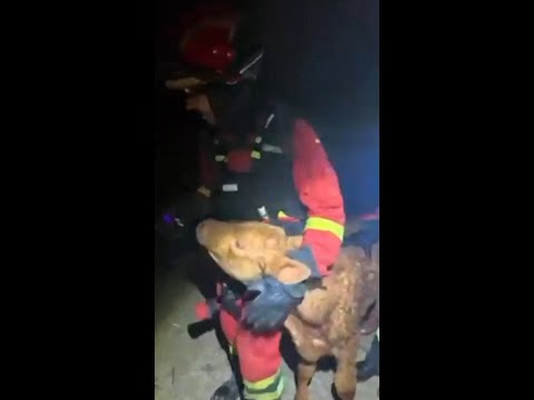 Spanish firefighters save calf from smoke and flames