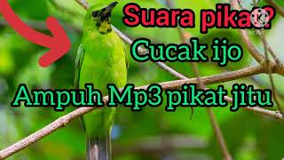 Download lagu Suara pikat cucak ijo ampuh mp3