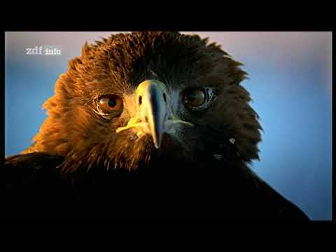 Im Reich des Steinadlers - (1/3) Das Vermächtnis der Eiszeit (Doku, A 2000)