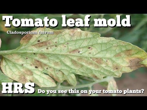 , title : '⟹ Tomato leaf mold | Cladosporium fulvum | Not to be confused with early blight'