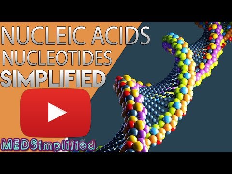 Nucleic acids - DNA and RNA structure