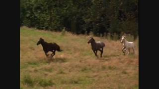 03 Gang on the Run - Black Beauty Soundtrack with Video
