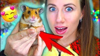 Хомяк Эдди НЕ Слезает С Меня Играем с Хомяком Новый Питомец | Elli Di Pets