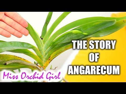 The story of my Angraecum sesquipedale Orchid (ReUpload)