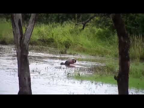 Djuma: Hippo, Crocodile and Water Thick-knees - 17:54 - 02/26/2023