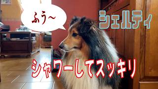 【シェルティ】シャワーしてスッキリ【フランス田舎暮らし🇫🇷】#犬の散歩 #賢い犬 #犬のいる暮らし #マイペースな犬