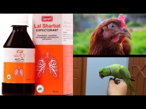 download lagu mp3 mp4 Qarshi Sharbat, download lagu Qarshi Sharbat gratis, unduh video klip Qarshi Sharbat